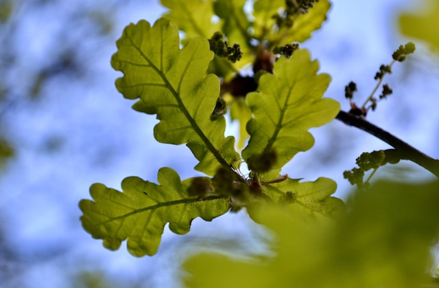 feuilles de chêne